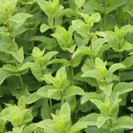 Mentha spicata 'Moroccan'